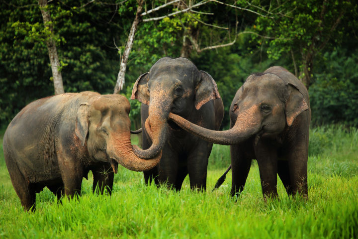 14nt Luxury Thai beach, jungle and elephant camp adventure - Vimarsana News