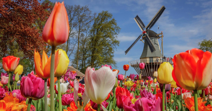 Circuito de Tulipanes por Holanda en 9 Días