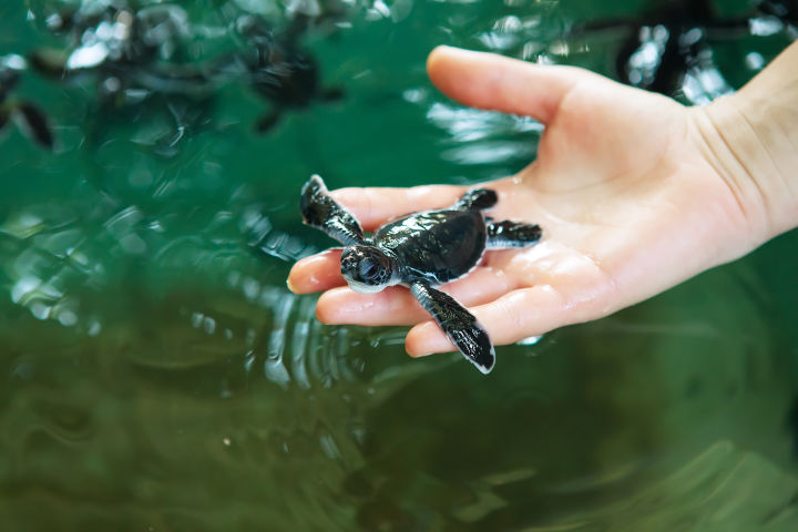 Become a Volunteer and Help Turtles 🐢 in Costa Rica 🇨🇷