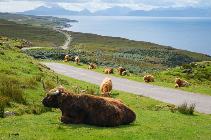 Highland Cows Freely Roam Around This Scottish Town 🐮 🏴󠁧󠁢󠁳󠁣󠁴󠁿