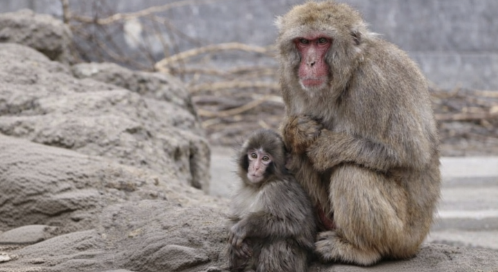 Japan Zoo Sees 6,000 Visitors as Punch Keeps Making Friends