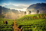Chiang Mai Fields